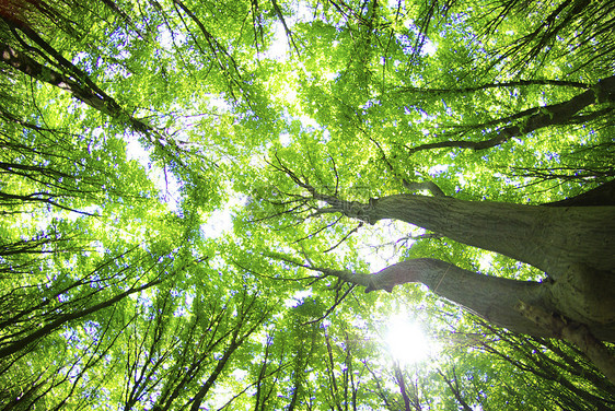 森林空地植物荒野辐射宗教风景树木林地阳光精神图片