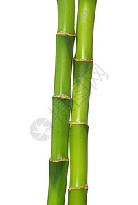 绿竹生活活力环境植物叶子热带绿色园艺白色生长图片