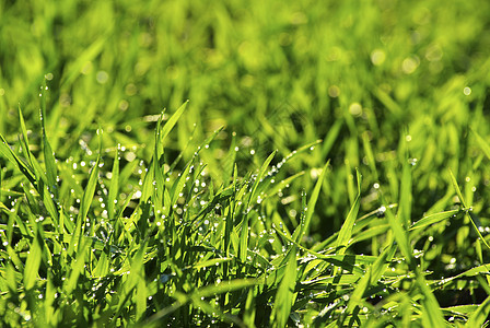 绿绿草原植物反射草地草皮院子宏观花园活力生活生长图片