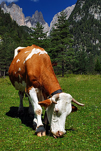 黄牛和白牛吃山羊牛奶乡村草原农场农业小牛田园农村场地哺乳动物图片