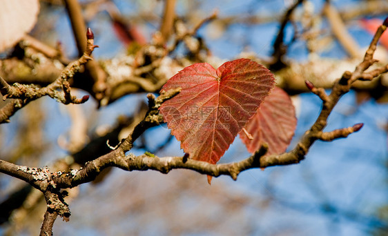 冬叶公园树叶橙子季节森林植物学季节性花园叶子黄色图片