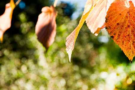 冬季假花园季节橙子树叶植物学黄色叶子植物季节性公园图片