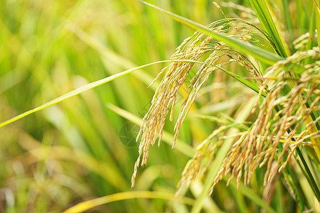 稻田大米生长植物场地叶子收成谷物粮食食物季节主食图片
