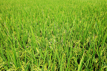 稻田热带谷物季节粮食种子农场叶子场地草地农田图片