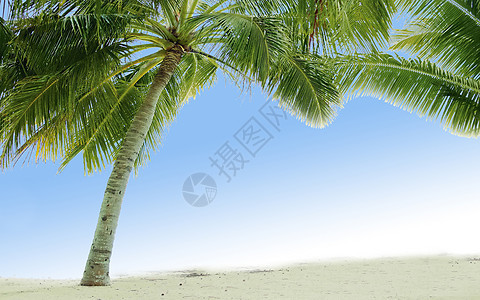 有着棕榈树的美丽的热带海滩棕榈地平线旅游天堂海浪叶子海岸蓝色天空旅行图片