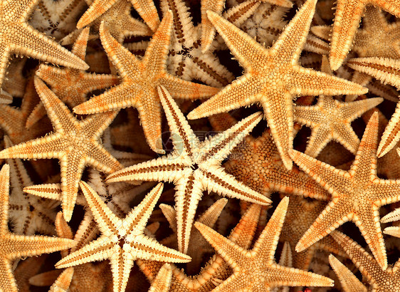 海星在海滩上海洋星星热带晴天假期旅行海岸海浪季节蓝色图片