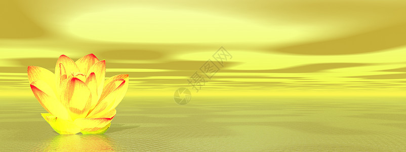 黄海中的百合花图片