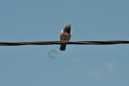 鸽子金属平衡动物蓝色休息动物群天空野生动物图片