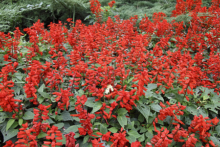 红花背景折扣花园植被花坛红色亚热带公园图片