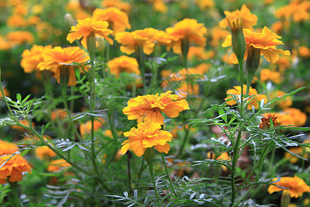 黄色花朵花园场地甘菊洋甘菊花瓣辉光香味环境花粉药品图片