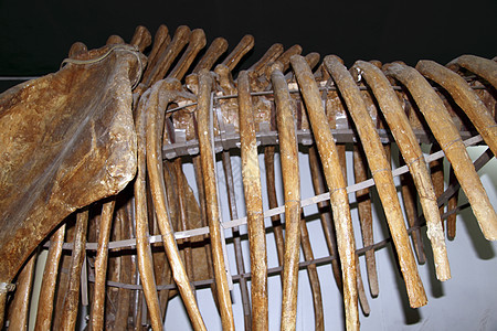 恐龙骨骼牙齿反光板侏罗纪颅骨展览阴影爬虫动物化石背景图片