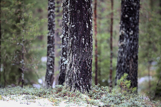 树树木松林苔藓地衣环境植物风景季节木头松树图片