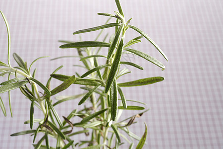 工厂草本白色智者植物迷迭香盆栽百里香意大利语花束野餐背景图片
