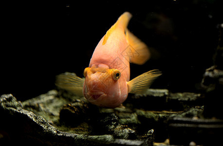 鹦鹉鱼情调池塘鱼缸侵略动物异国金鱼生活海洋游泳图片