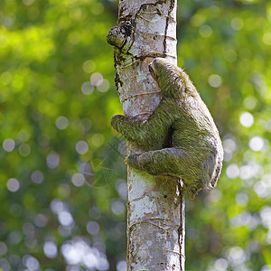 三趾洞国家脚趾濒危热带树懒哺乳动物丛林野生动物森林动物群图片