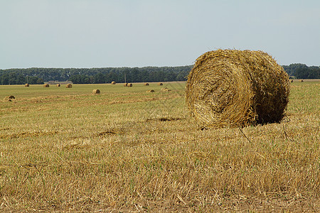 黑沙堆环境晴天农场农业稻草收成乡村小麦植物干草图片