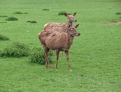 绿草地上的红鹿图片