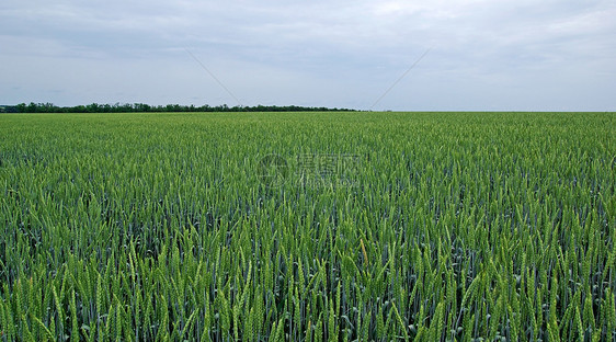 绿色黑麦和阴云的天空 通天天气风景小麦太阳国家农村粮食植物群季节场地生长图片