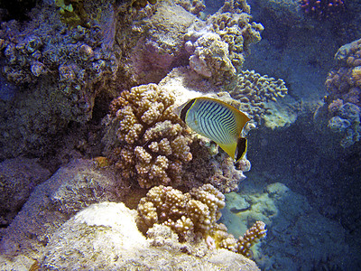 在珊瑚礁附近游泳的鱼 水底照片图片