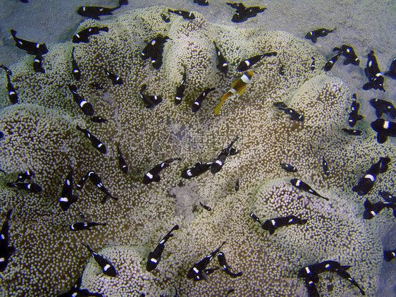 鱼类和海洋植物的共生关系 水下照片气泡动物假期探索橙子隐藏热带殖民地鱼种旅行图片