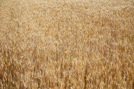黑麦田准备收割核心收成框架金子麦田小麦稻草农村生长植物图片
