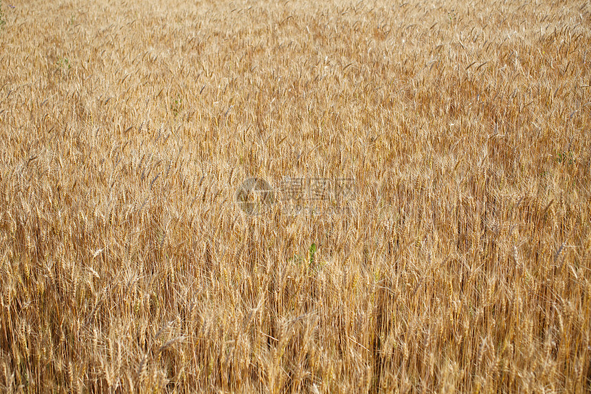 黑麦田准备收割核心收成框架金子麦田小麦稻草农村生长植物图片