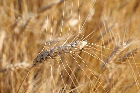 收割前的Rye特写摄影 温暖的夏光培育稻草收获植物生长框架农场种子农村生产图片