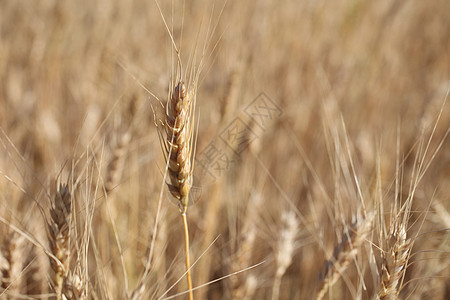 在捕捉宏观摄影之前是Rye 有选择的焦点国家培育小麦稻草场地晴天谷物生产场景大麦图片