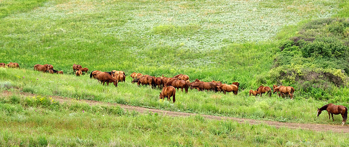 马群聚集在草原上 动物野生动物景观跑步马匹板栗自由草原小马哺乳动物国家荒野农场图片