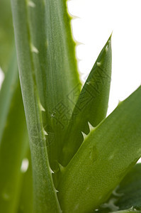 芦荟  草药愈合肉质剪裁草本叶子植物草本植物白色绿色皮肤图片
