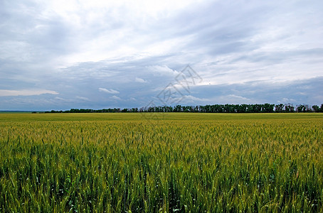 风云般的天空 青色黑麦夏季田地图片