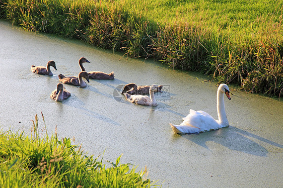 史旺家族在欧洲尼黑兰的田野附近 水里游泳图片