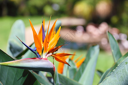 美丽的天堂之鸟花朵 被称为斯特雷利齐亚天堂宏观情调橙子蓝色框架旅行植物异国花园图片