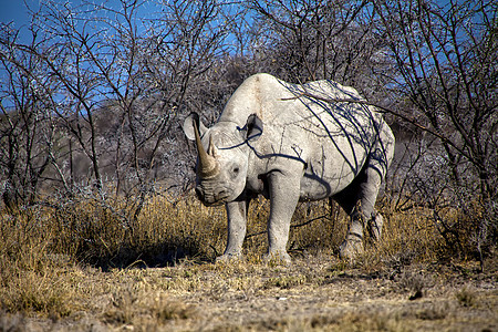 亚图沙国家公园非洲纳米比亚的黑犀牛图片