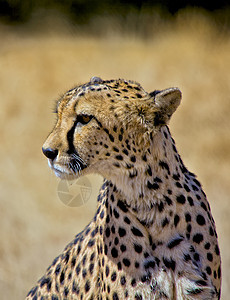 在阿托沙国家公园纳米比亚(Namibia)的猎豹图片