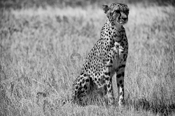 在非洲纳米比亚阿图沙国家公园用白黑豹图片