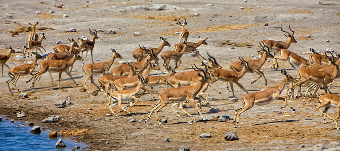 一群黑脸伊卜拉人跑到非洲纳米比亚的阿托沙国家公园图片