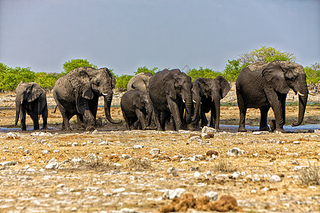 一群大象穿过非洲纳米比亚阿图沙国家公园的埃托沙的一个水坑图片