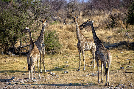 一群四头长颈鹿靠近非洲纳米比亚的埃托沙国家公园的一个水坑图片