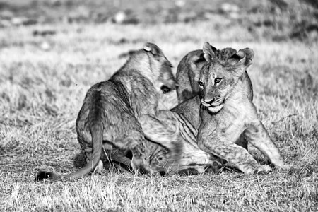一群三只狮子幼崽在阿托沙国家公园玩耍图片
