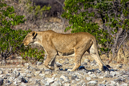 一只狮子接近埃托沙国家公园纳米比亚的一个水坑图片