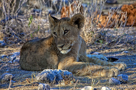 亚图沙国家公园非洲纳米比亚的幼狮幼崽图片