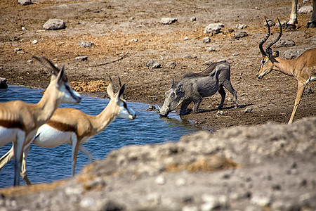 在非洲纳米比亚阿托沙国家公园的Wathot饮用水图片