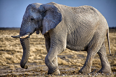 非洲纳米比亚阿图沙国家公园的大象图片