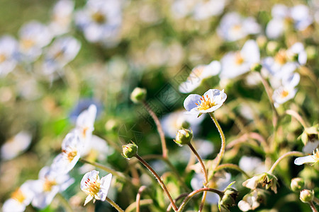 草莓花花粉农场叶子季节植物群花园花瓣乡村生长绿色图片