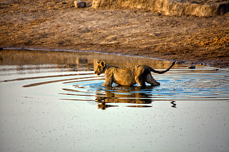 一只狮子越过Etosha国家公园Namibia的一个水坑图片