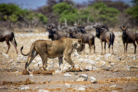 非洲纳米比亚国家公园野生动物国家动物公园母狮脖子狮子图片