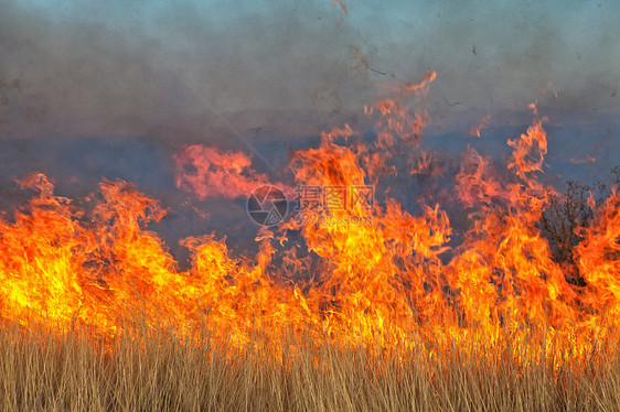 纳米比亚的野火图片