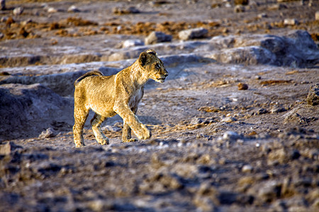 伊托沙国家公园纳米比亚的一只年轻的狮子图片