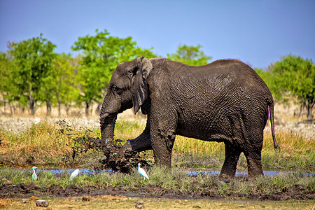 一头大象在伊托沙国家公园纳米比亚的一个水坑里洗澡图片